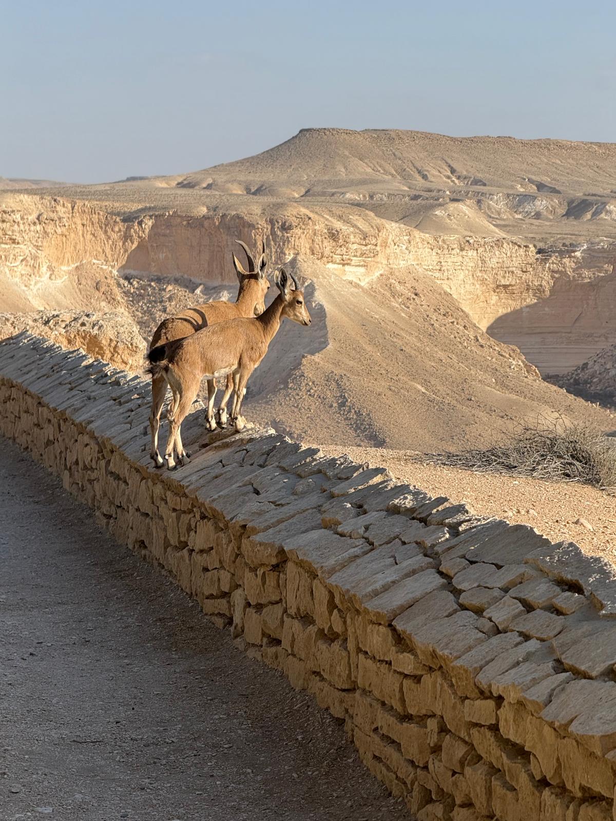 Two ibex standing on a stone wall overlooking a desert canyon